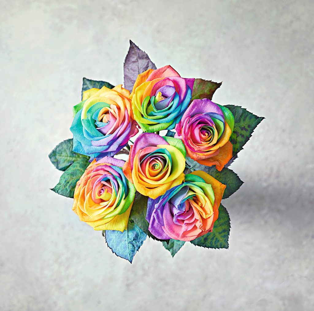 Waitrose unfurls rainbow rose for Valentine’s Day Housewares
