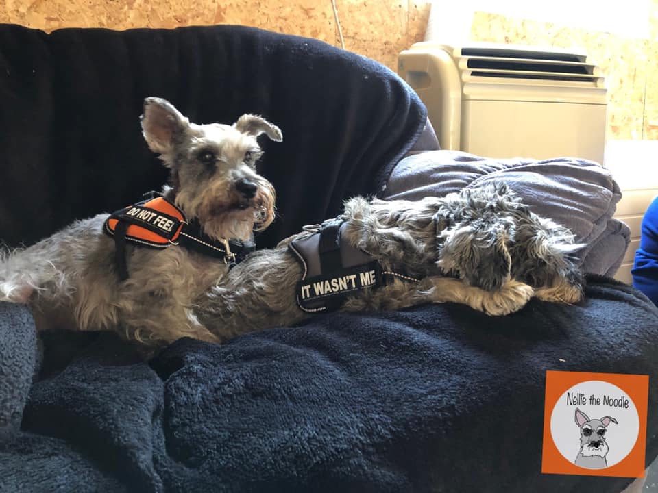 diana brimblecombe dogs